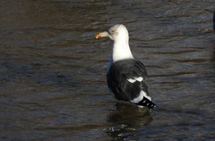 Larus fuscus