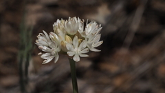 Allium amplectens