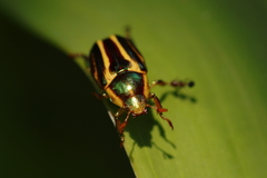 Pelidnota liturella