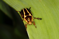 Pelidnota liturella