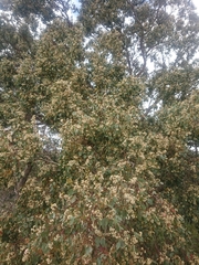 Eucalyptus baueriana
