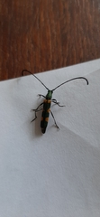 Anubis clavicornis