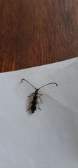 Anubis clavicornis