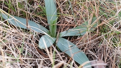 Ophrys sphegodes massiliensis