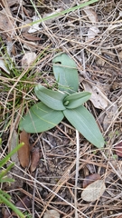 Ophrys sphegodes massiliensis
