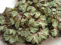 Riccia glauca