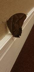 Eryphanis automedon