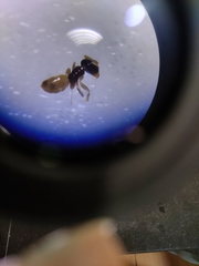 Tapinoma melanocephalum