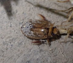 Hydaticus rhantoides