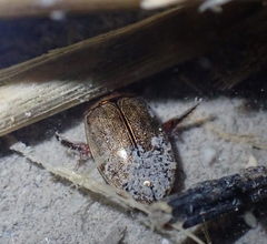 Hydaticus rhantoides