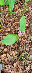 Curcuma australasica