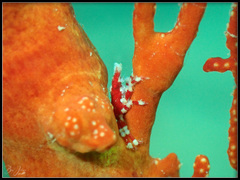 Xenocarcinus depressus