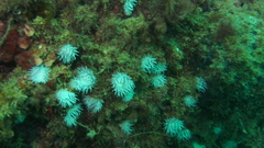 Actinothoe sphyrodeta