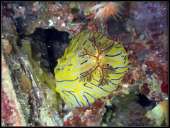 Halgerda willeyi