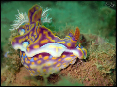 Miamira flavicostata