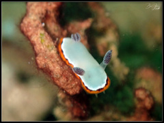 Goniobranchus rubrocornutus