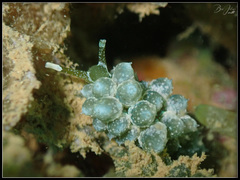 Sacoproteus smaragdinus