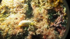 Doriopsilla areolata