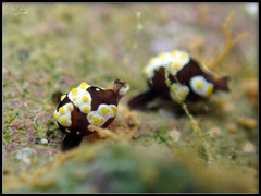 Colpodaspis thompsoni