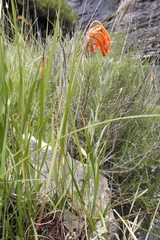 Cyrtanthus epiphyticus