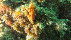Yungia aurantiaca