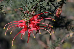 Grevillea delta
