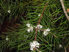 Hakea decurrens physocarpa