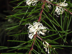 Hakea decurrens physocarpa