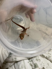 Eremiascincus richardsonii