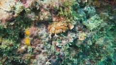 Yungia aurantiaca