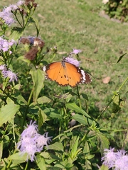 Danaus chrysippus