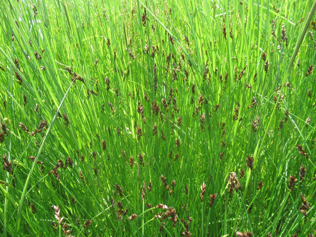 Red Bulrush from Усольский р-н, Иркутская обл., Россия on July 4, 2021 ...