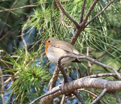 Erithacus rubecula