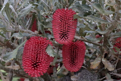Banksia caleyi