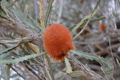 Banksia laevigata