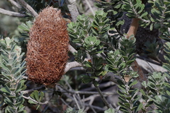 Banksia praemorsa