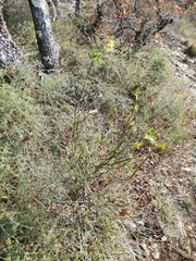 Hippocrepis emerus emeroides