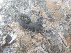 Uroplectes flavoviridis