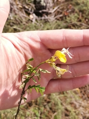 Hippocrepis emerus emeroides