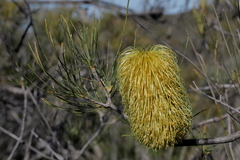Banksia tricuspis