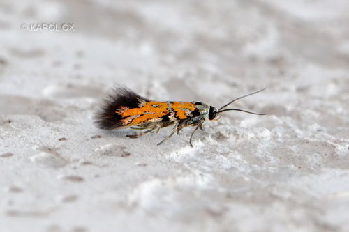 psota láskavcová (Chrysoesthia drurella)