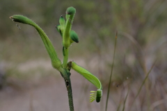 Anigozanthos viridis