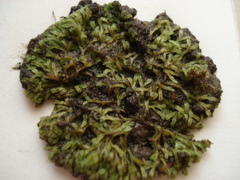 Riccia canaliculata