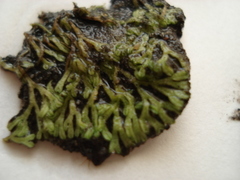 Riccia canaliculata