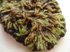 Riccia canaliculata