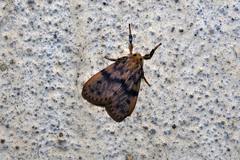 Miltochrista floccosa