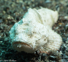 Scorpaenopsis macrochir