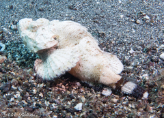 Scorpaenopsis macrochir