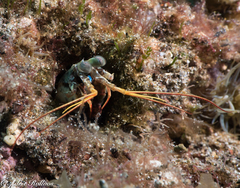 Odontodactylus scyllarus