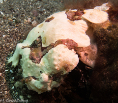 Antennarius maculatus